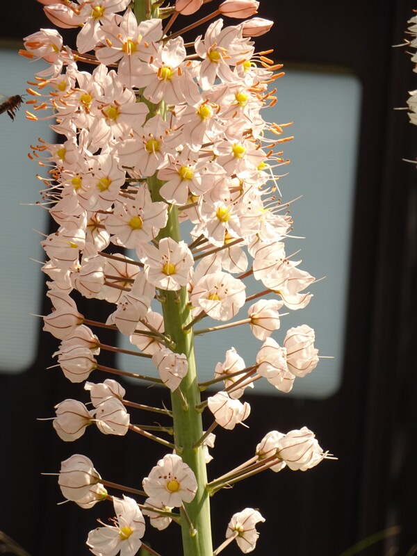 en. sea squill, ru. Дримия приморская, lat. Drimia maritima