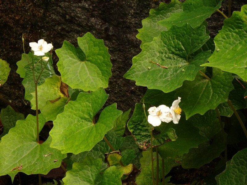 en. snow poppy, ru. Эомекон снежноцветковый, lat. Eomecon chionantha