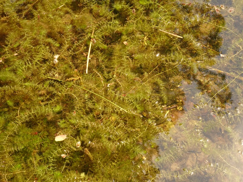 en. southern bladderwort, ru. Пузырчатка x южная, lat. Utricularia x australis