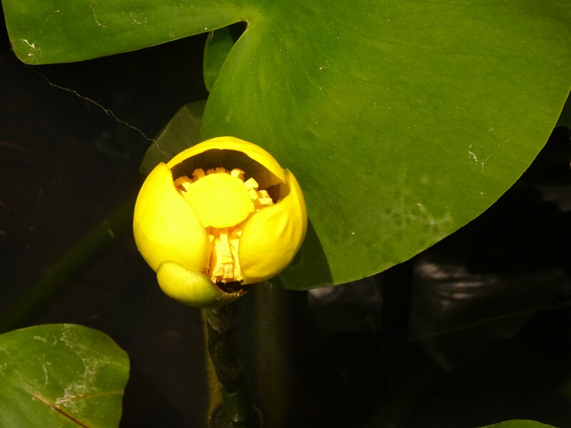 en. spatterdock, ru. Кубышка пришлая, lat. Nuphar advena