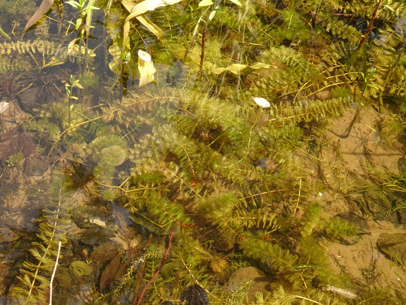 en. spiked water-milfoil, ru. Уруть колосистая, lat. Myriophyllum spicatum