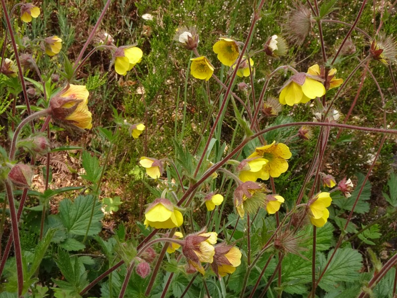 en. sudet avens, ru. Гравилат x судетский, lat. Geum x sudeticum