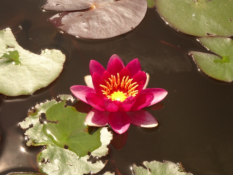 en. swedish red waterlily, ru. Кувшинка белая разн. красная 'Фробеля', lat. Nymphaea alba var. rubra 'Froebelii'