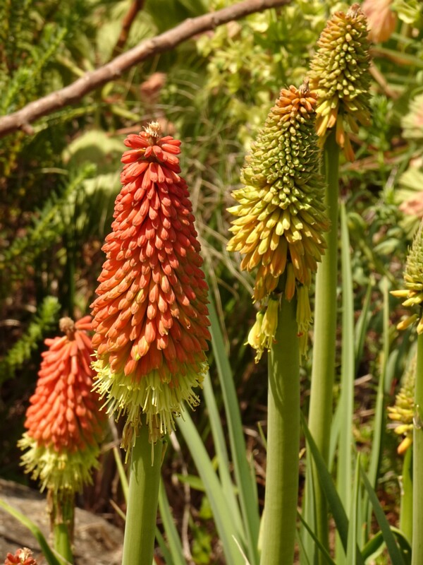 en. thode's poker, ru. Книпхофия Тхода, lat. Kniphofia thodei
