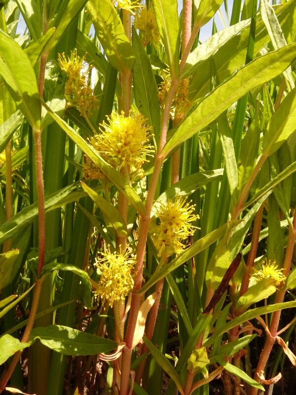 en. tufted loosestrife, ru. Вербейник кистецветный, lat. Lysimachia thyrsiflora