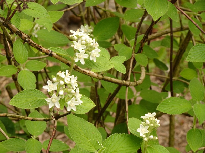 en. waxflower, ru. Джемсия американская, lat. Jamesia americana