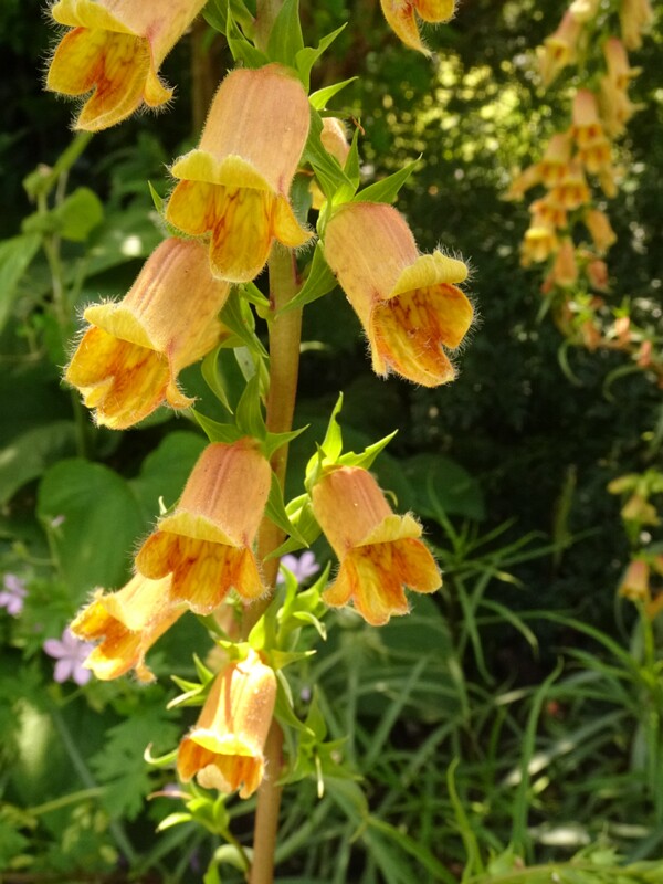 en. willow-leaved foxglove, ru. Наперстянка неясная, lat. Digitalis obscura