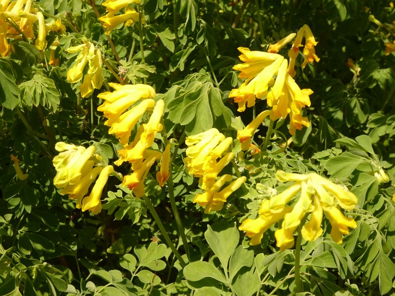 en. yellow corydalis, ru. Хохлатка желтая, lat. Pseudofumaria lutea