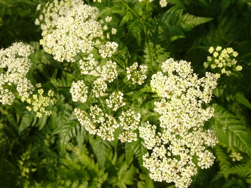 DSC01726