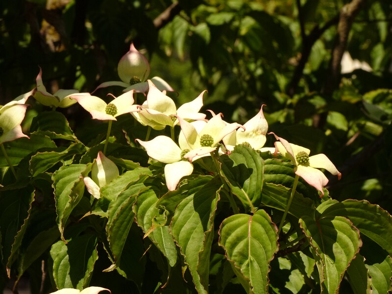 DSC01881