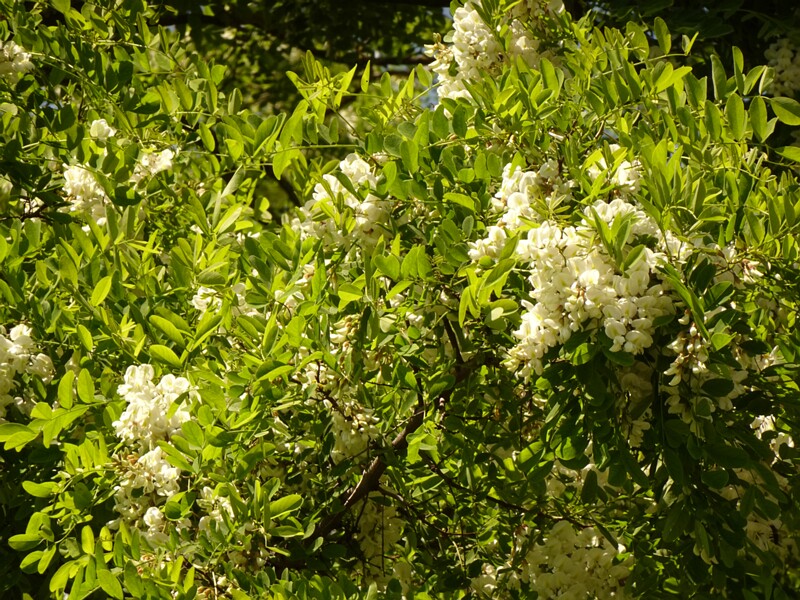 DSC01905