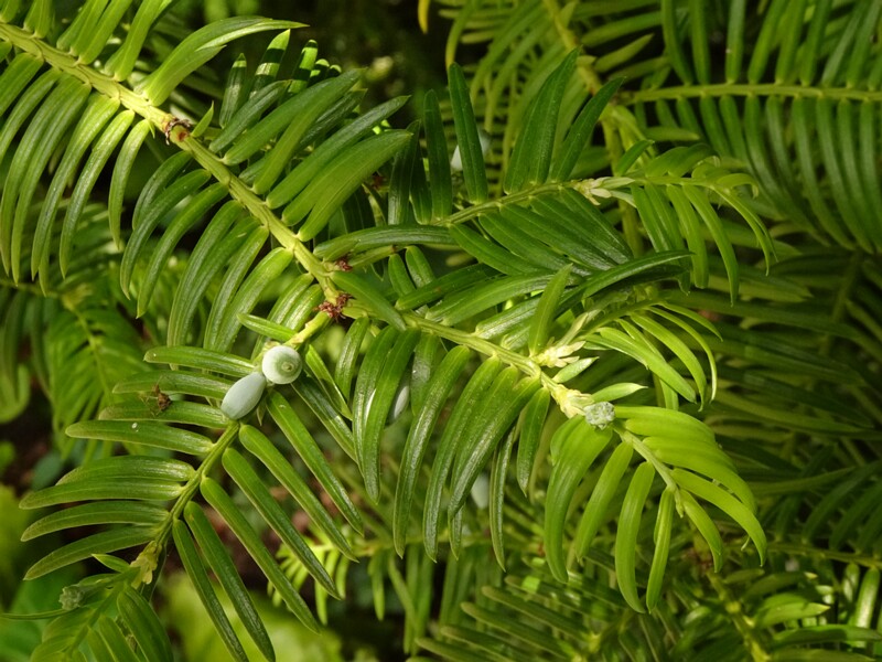 DSC02109