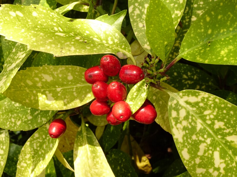 0DSC02101