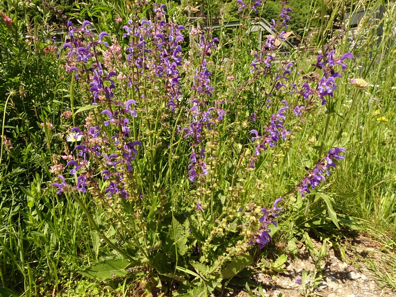 DSC01837