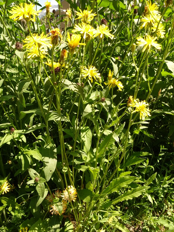 DSC01856