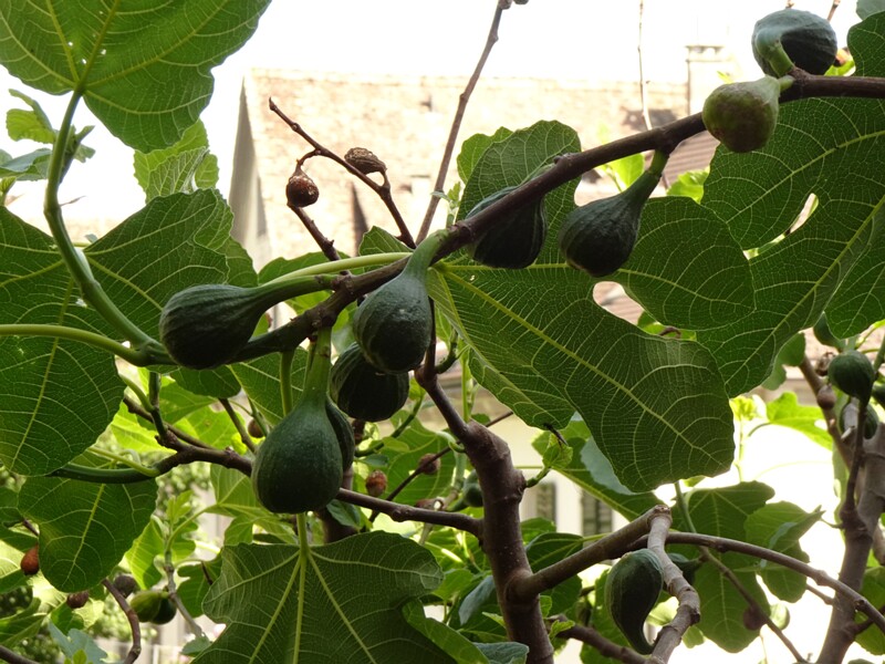 en. Fig, ru. Фикус карийский, lat. Ficus carica