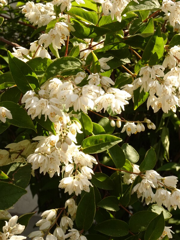 en. Fuzzy deutzia, ru. Дейция шершавая, lat. Deutzia scabra