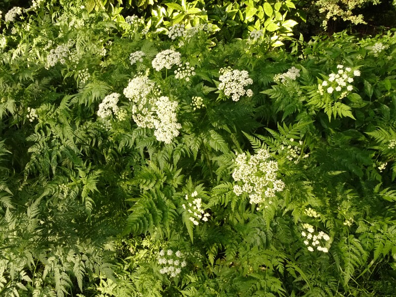 en. Golden-chervil, ru. Бутень золотистый, lat. Chaerophyllum aureum