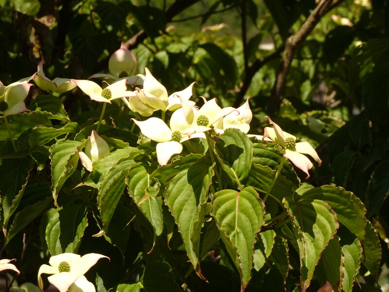 en. Kousa dogwood, ru. Дёрен японский, lat. Cornus kousa