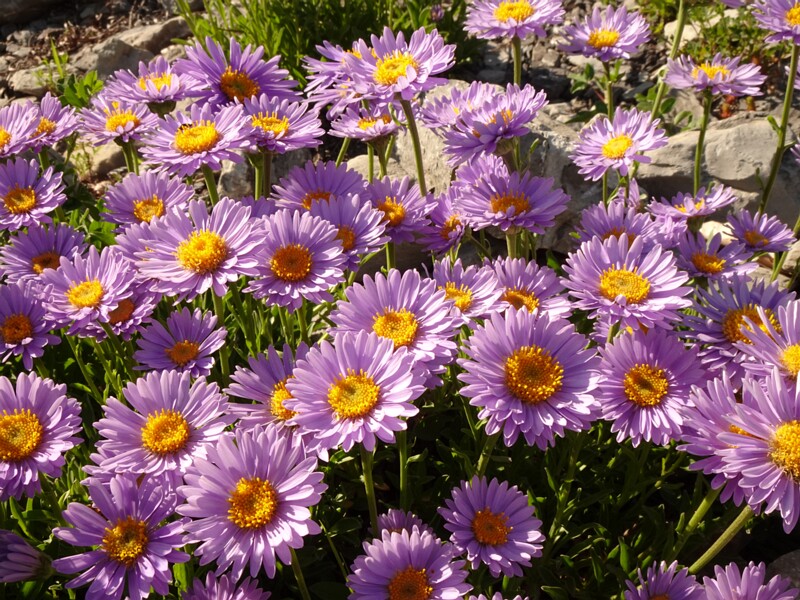 en. alpine aster, ru. Астра альпийская, lat. Aster alpinus