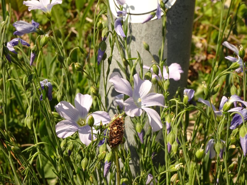 en. alpine flax, ru. Лён альпийский, lat. Linum alpinum