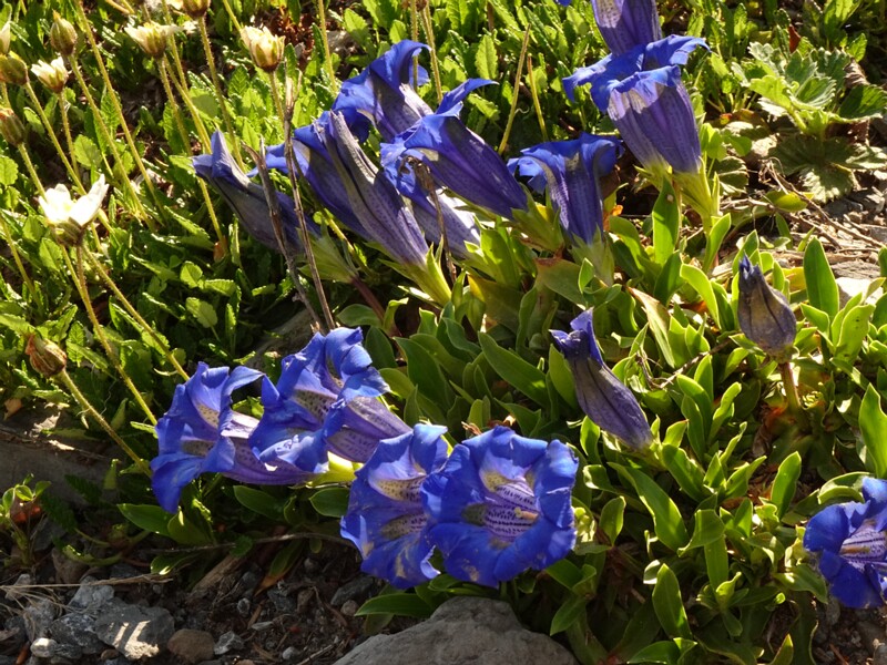en. alpine gentian, ru. Горечавка альпийская, lat. Gentiana alpina