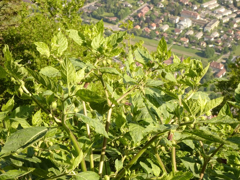en. belladonna, ru. Красавка обыкновенная, lat. Atropa bella-donna