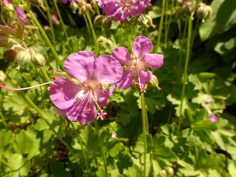 en. bigroot geranium, ru. Герань крупнокорневищная, lat. Geranium macrorrhizum