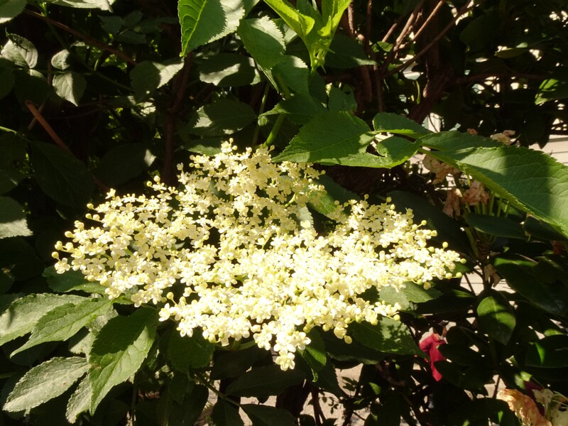 en. black elder, ru. Бузина черная, lat. Sambucus nigra