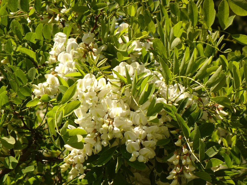 en. black locust, ru. Робиния ложноакациевая, lat. Robinia pseudoacacia