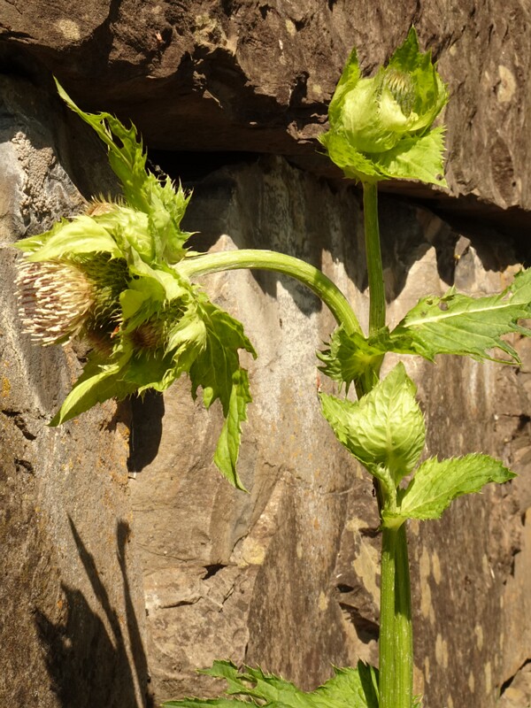 en. cabbage thistle, ru. Бодяк огородный, lat. Cirsium oleraceum