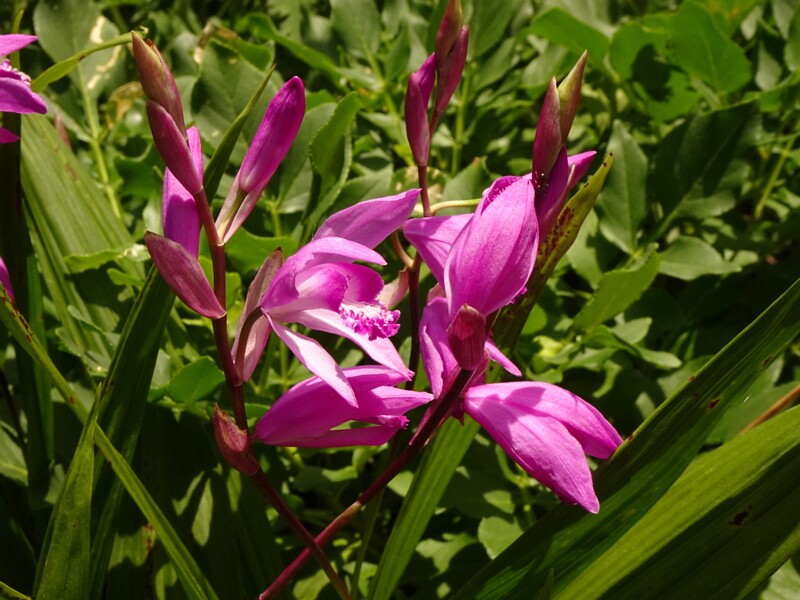 en. chinese ground orchid, ru. Блетилла полосатая, lat. Bletilla striata