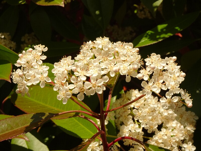 en. chinese photinia, ru. Фотиния x мелкопильчатая, lat. Photinia x serrulata