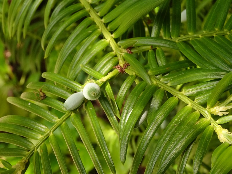 en. chinese plum-yew, ru. Головчатотисс Форчуна, lat. Cephalotaxus fortunei