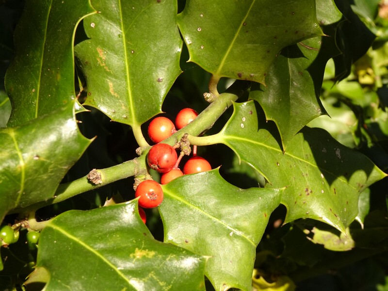en. common holly, ru. Падуб обыкновенный, lat. Ilex aquifolium