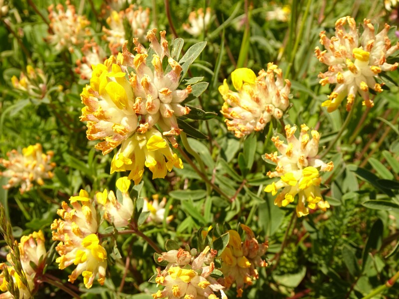 en. common kidneyvetch, ru. Язвенник ранозаживляющий, lat. Anthyllis vulneraria