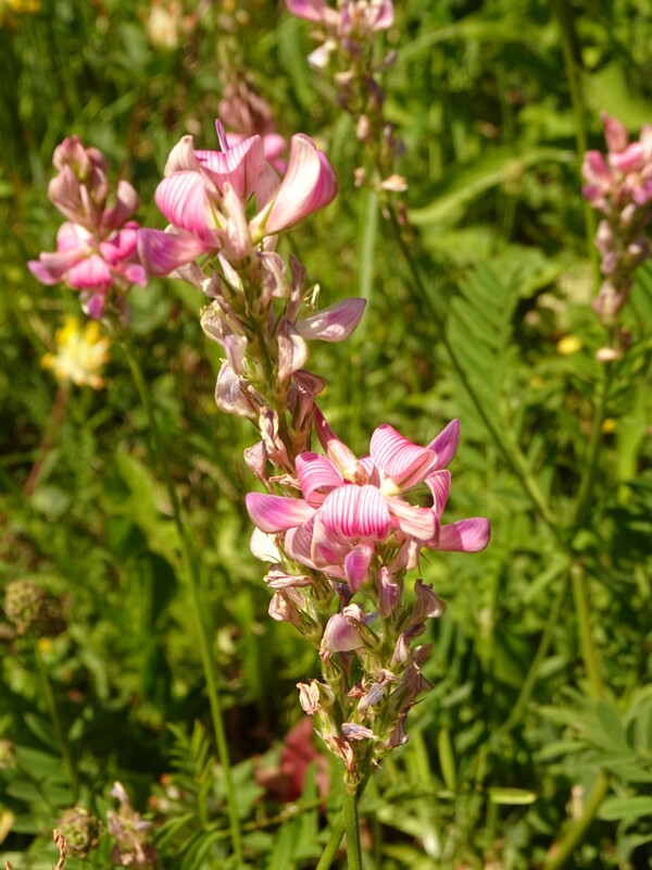 en. common sainfoin, ru. Эспарцет виколистный, lat. Onobrychis viciifolia