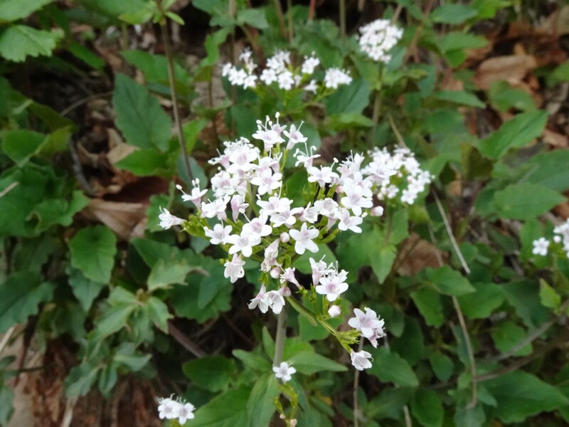 en. dreiblttriger baldrian, ru. Валериана трёхкрылая, lat. Valeriana tripteris