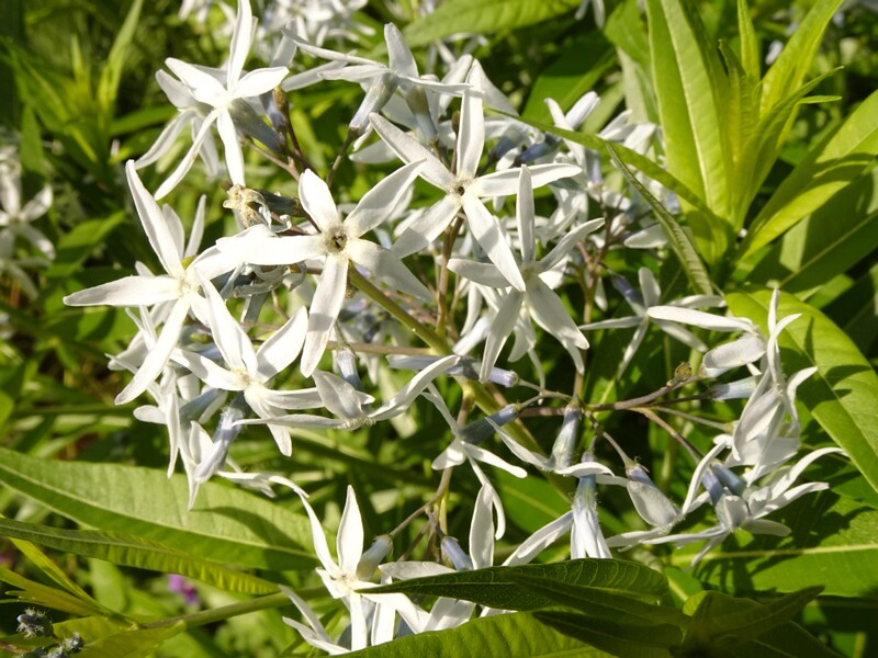 en. eastern bluestar, ru. Амсония табернемонтана. lat. Amsonia tabernaemontana