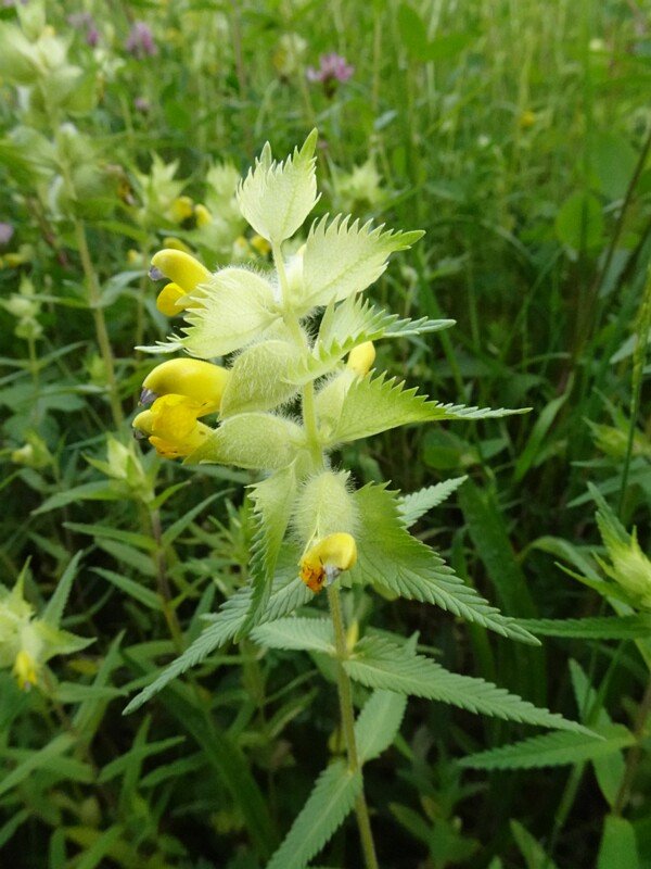 en. european yellow-rattle, ru. Погремок большой, lat. Rhinanthus alectorolophus