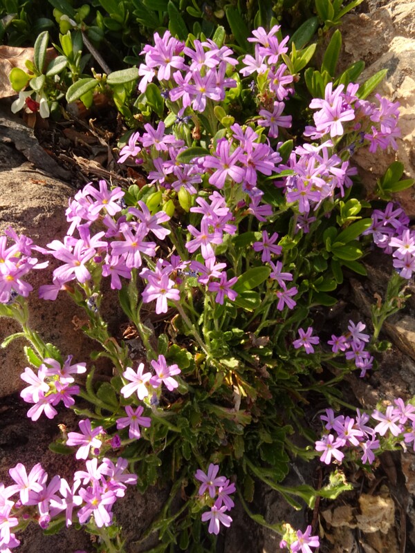 en. fairy foxglove, ru. Эринус альпийский, lat. Erinus alpinus