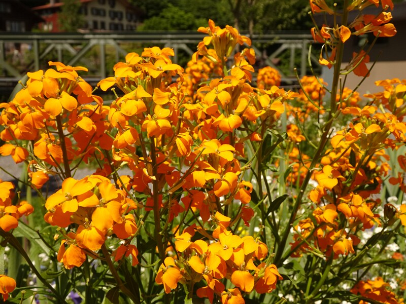 en. fragrant wallflower orange form, ru. Желтушник душистый оранжевая форма, lat. Erysimum odoratum f. auranticum