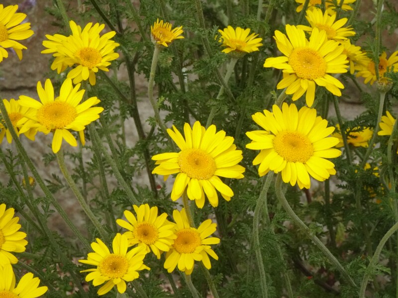 en. golden marguerite, ru. Пупавка красильная, lat. Anthemis tinctoria