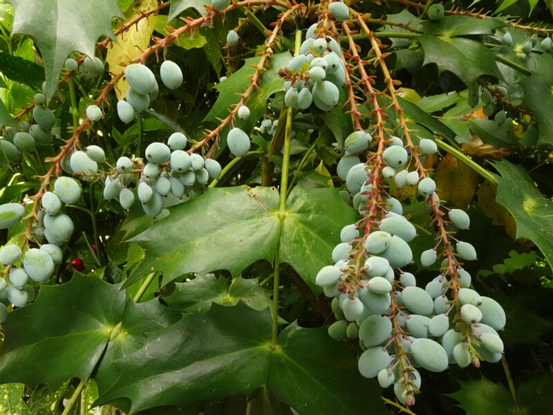 en. japanese mahonia, ru. Магония японская, lat. Mahonia japonica