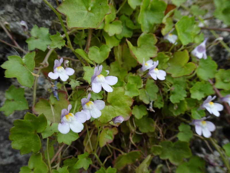 en. kenilworth ivy, ru. Цимбалярия постенная, lat. Cymbalaria muralis