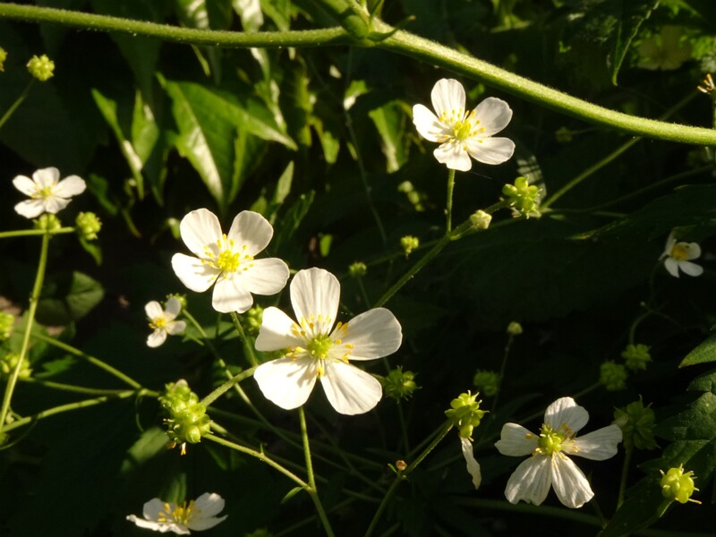 en. large white buttercup, ru. Лютик платанолистный, lat. Ranunculus platanifolius
