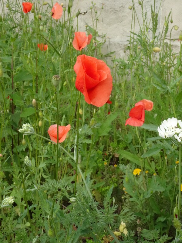 en. long-headed poppy, ru. Мак сомнительный, lat. Papaver dubium