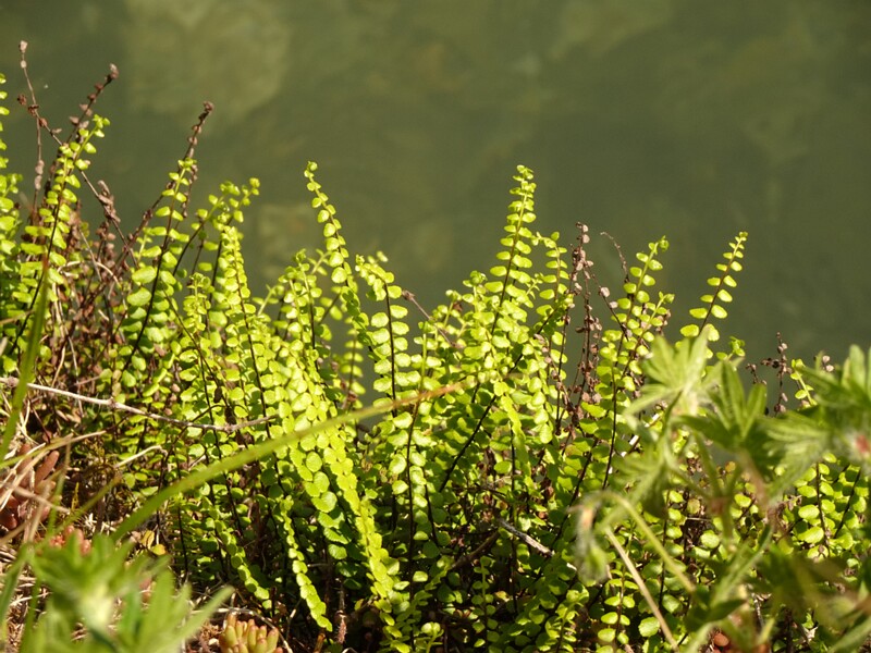 en. maidenhair spleenwort, ru. Костенец волосовидный, lat. Asplenium trichomanes