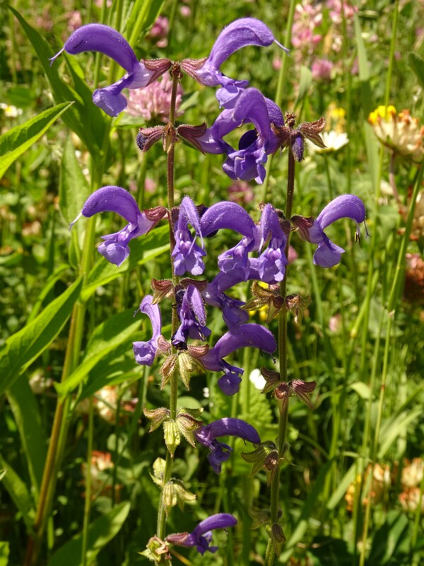 en. meadow sage, ru. Шалфей луговой, lat. Salvia pratensis