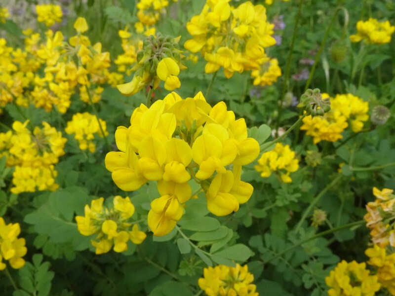 en. mountain crown vetch, ru. Вязель корончатый, lat. Coronilla coronata
